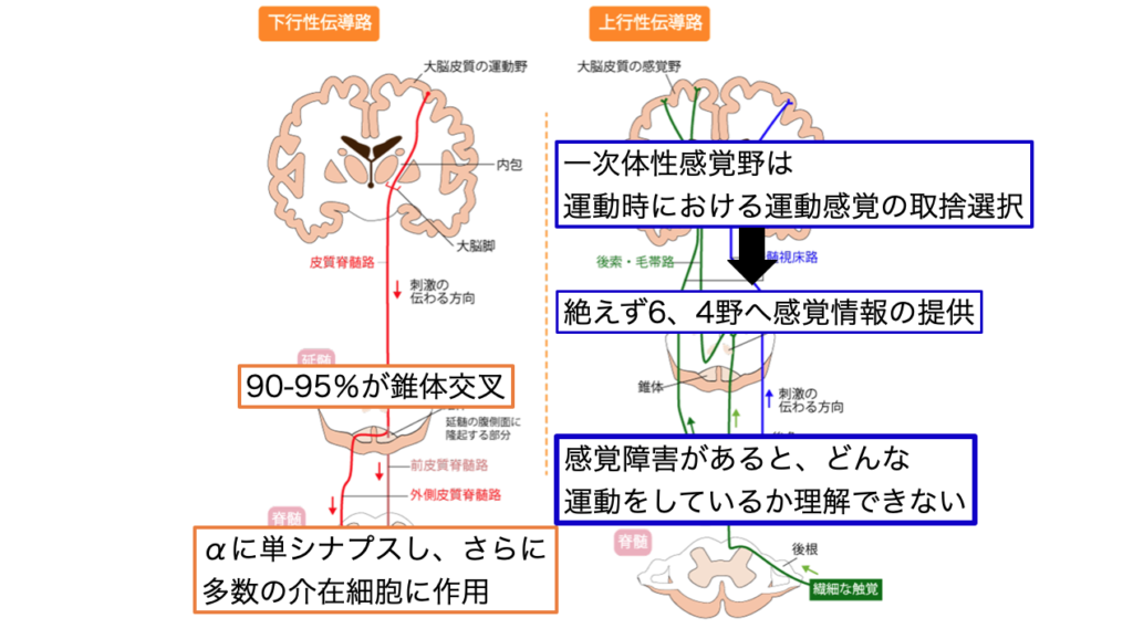 JLC ** 脳血管障害に対する理学療法 脳血管障害片麻痺に対する理学療法