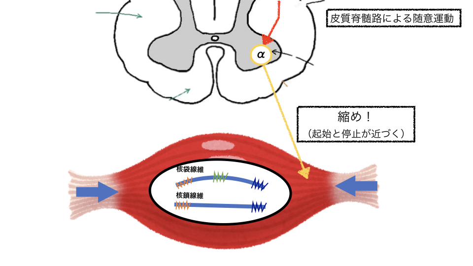 姿勢制御 筋肉編 新人セラピスト必見 ぱられるゴリラ