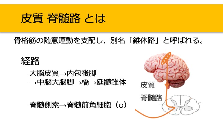 錐体外路系の解剖学