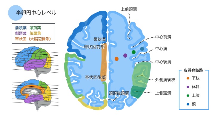 脳機能 脳の血管支配領域について ぱられるゴリラ