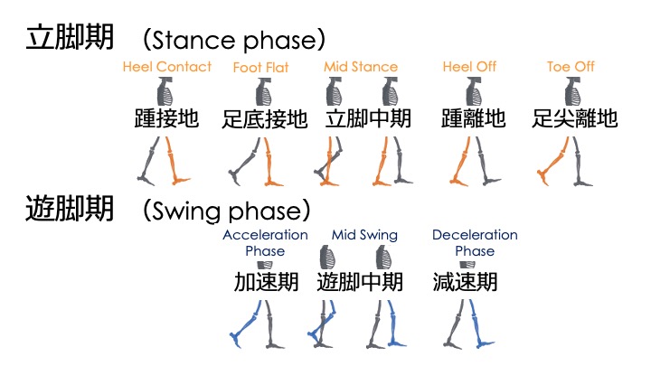歩行分析 : 正常歩行と異常歩行 歩行分析 : 正常歩行と異常歩行 正常歩行と特異的歩行の歩行周期