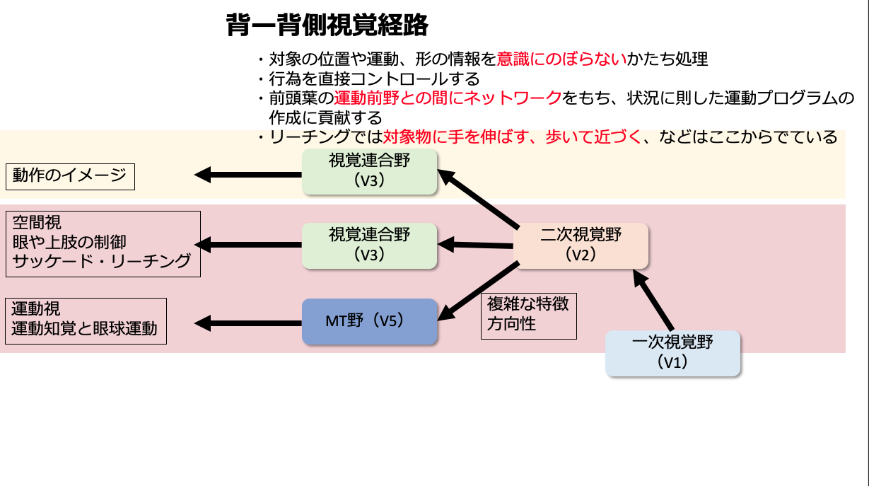 脳機能 視覚経路について 背側視覚経路 新人セラピスト必見 ぱられるゴリラ