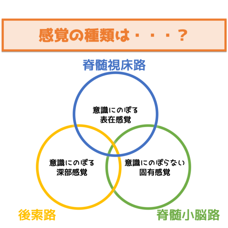 【脳機能】深部感覚について解説 | ぱられるゴリラ