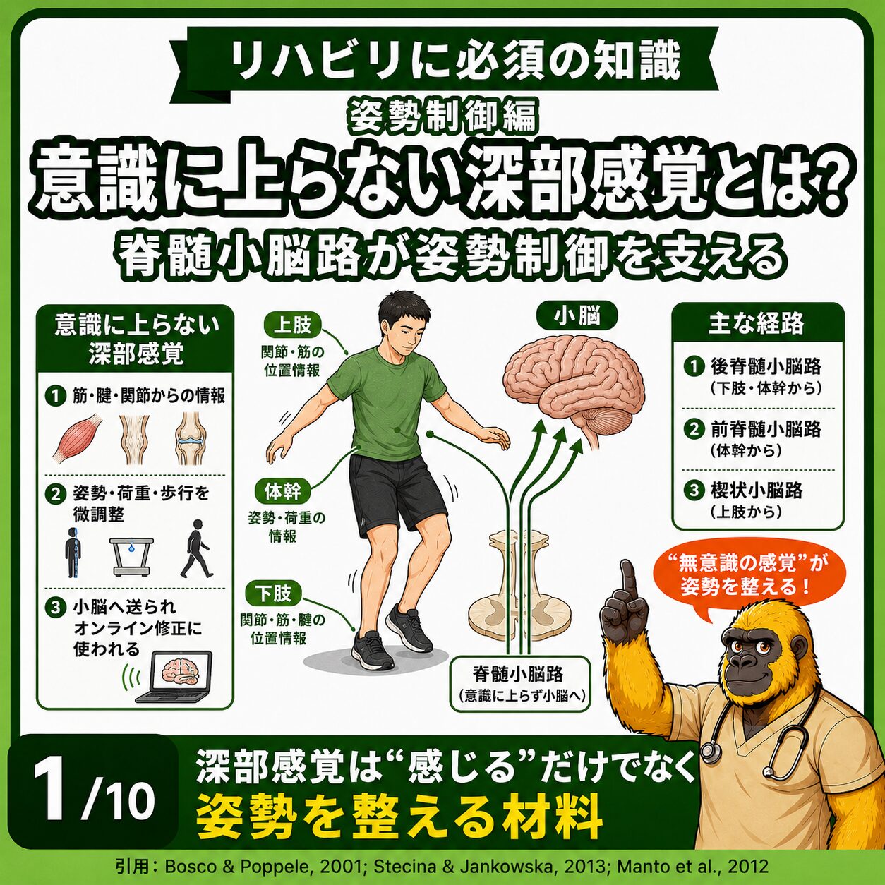 意識に上らない深部感覚と脊髄小脳路の概観