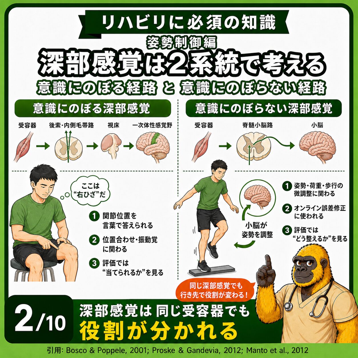 深部感覚の2系統