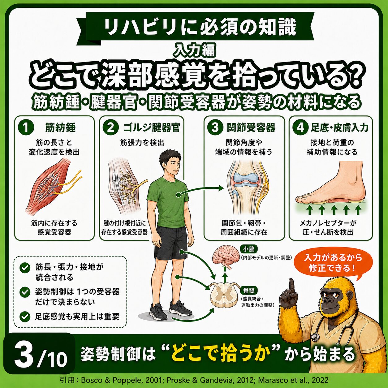 筋紡錘・ゴルジ腱器官・関節受容器