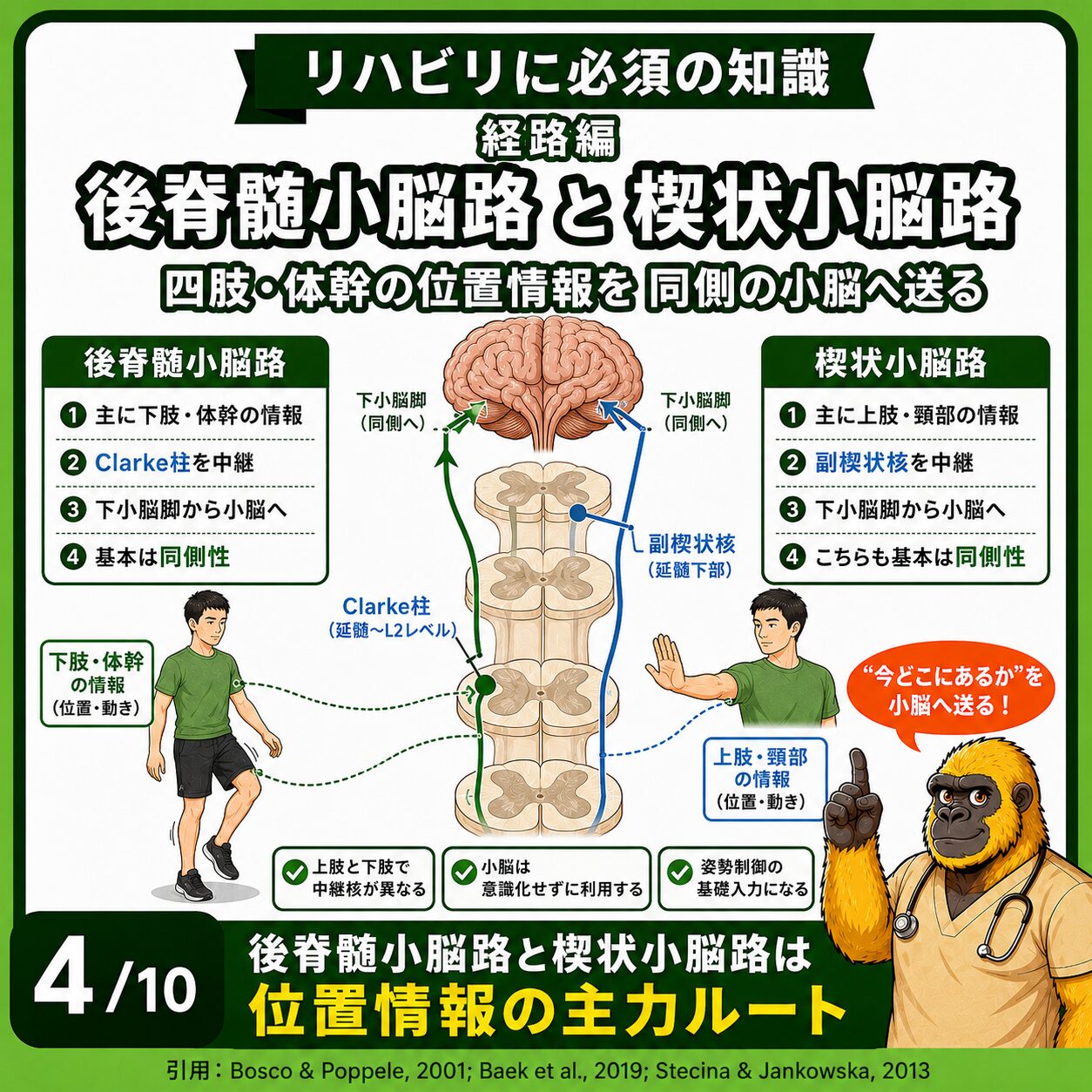 後脊髄小脳路と楔状小脳路