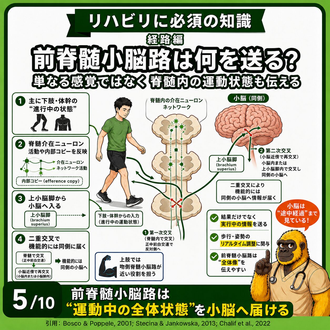 前脊髄小脳路の役割