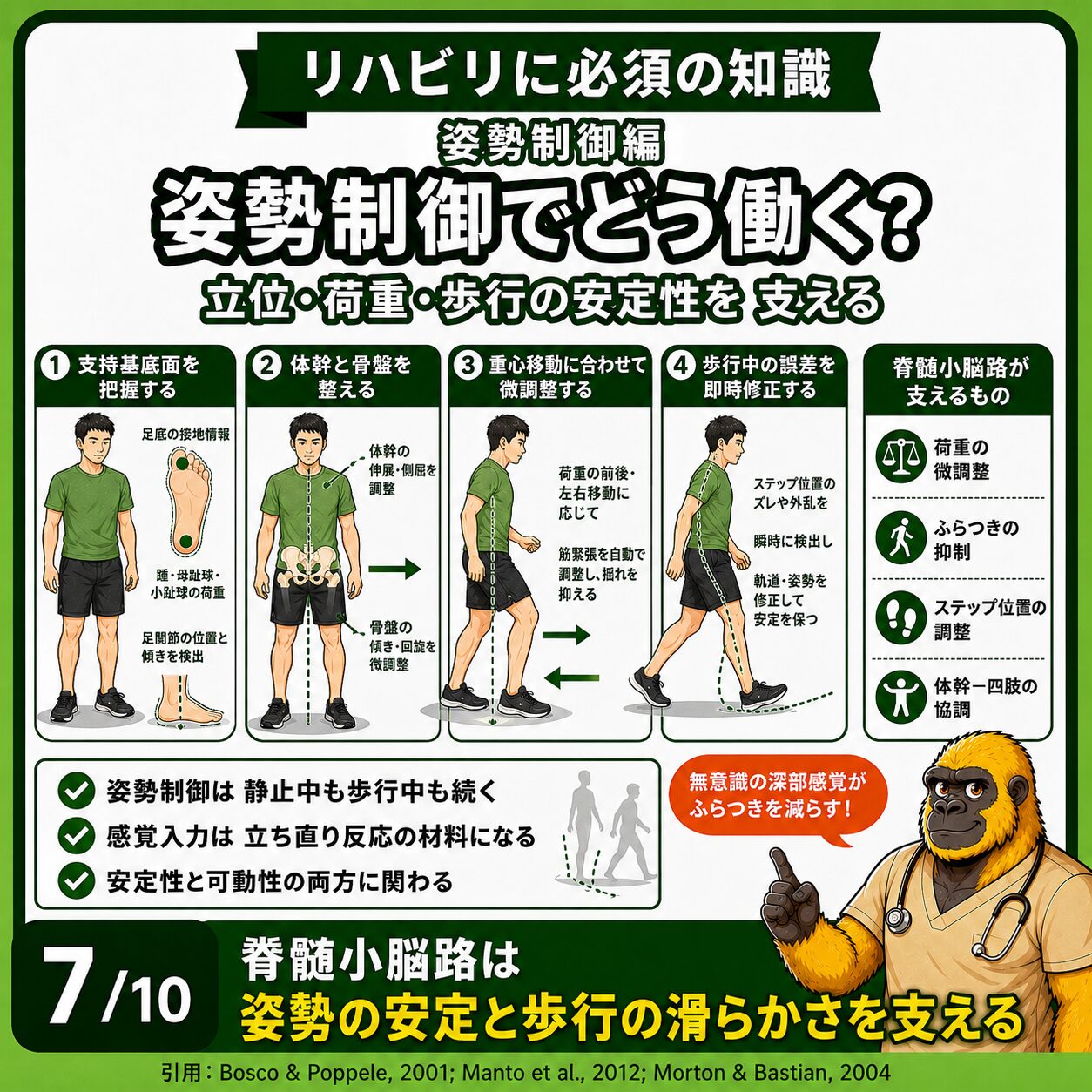 脊髄小脳路と姿勢制御