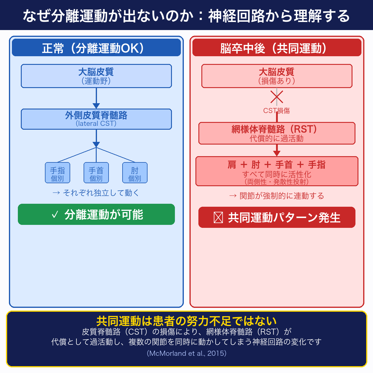 皮質脊髄路と網様体脊髄路の役割：分離運動と共同運動の神経回路図