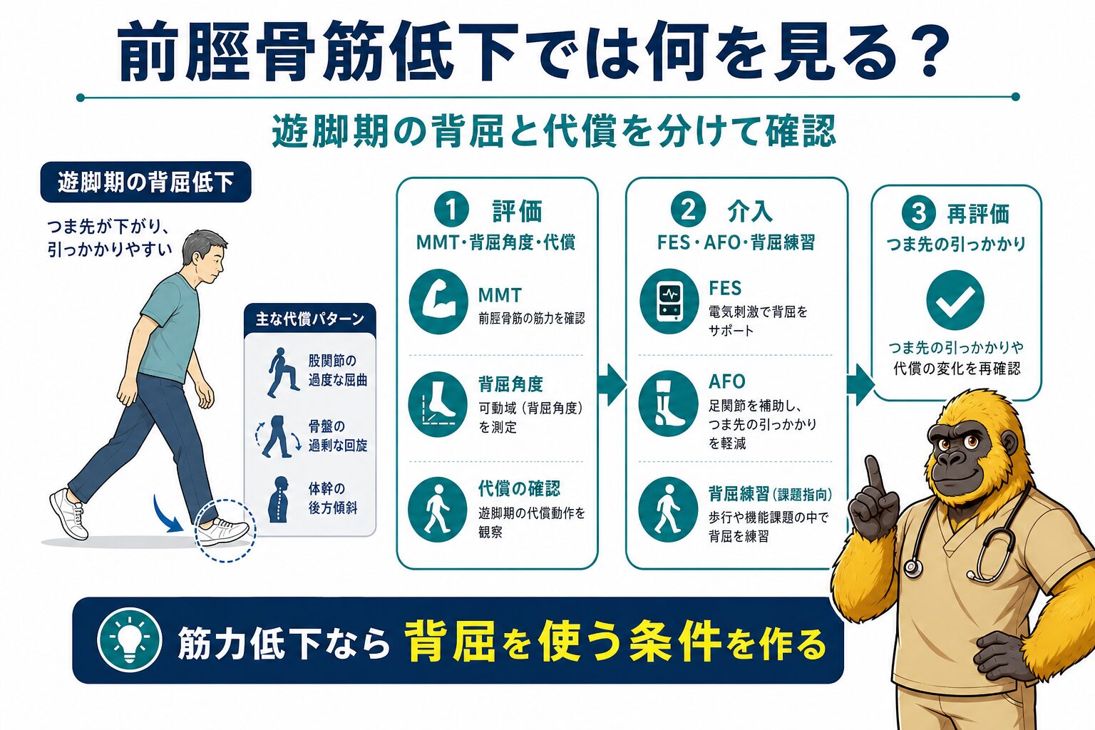 前脛骨筋筋力低下の評価と介入