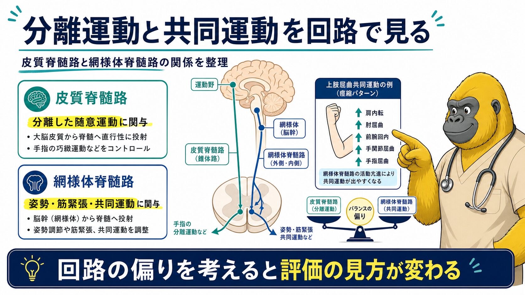 皮質脊髄路と網様体脊髄路の役割:分離運動と共同運動の神経回路図
