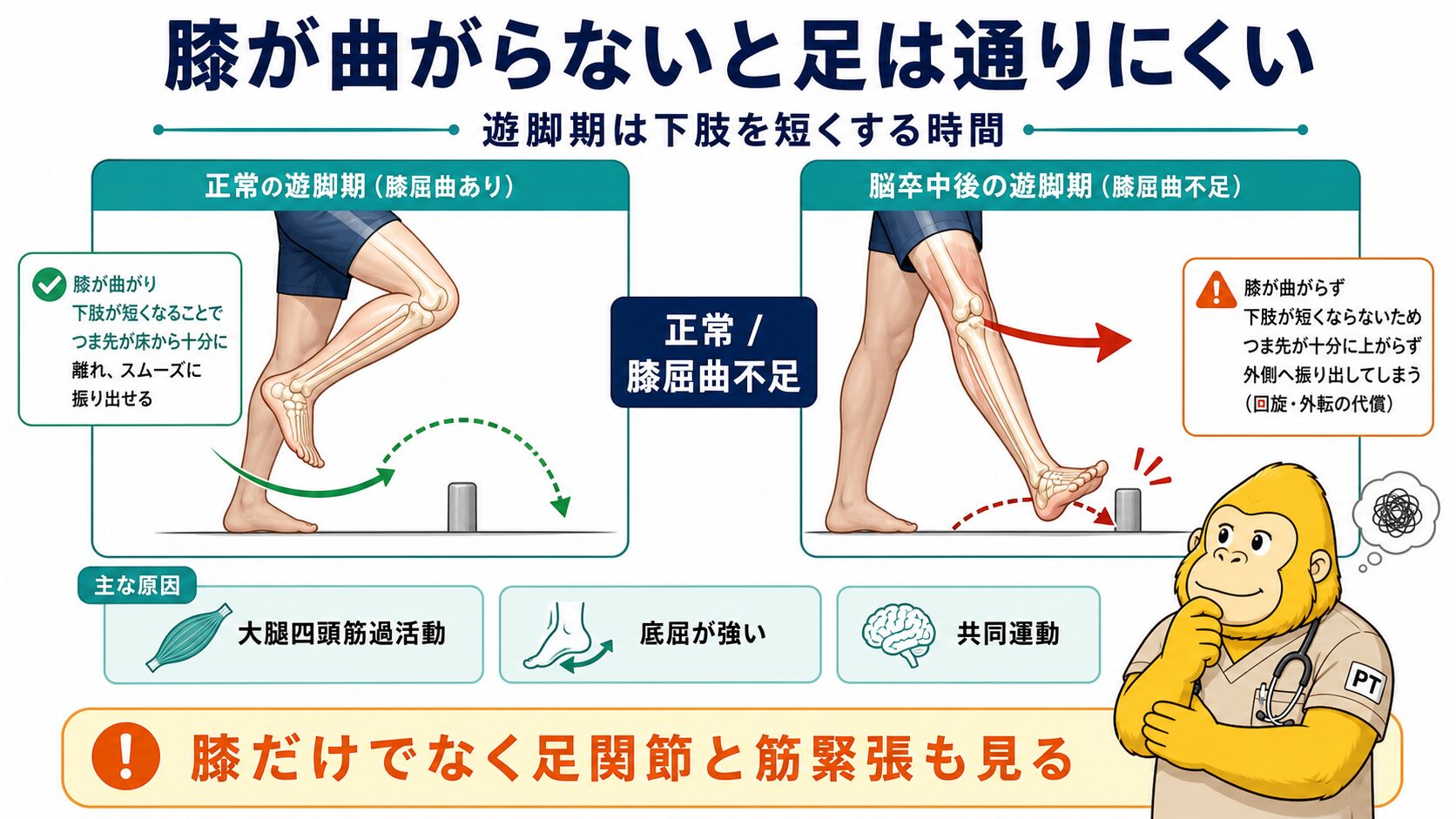 膝屈曲不足と分回しの関係